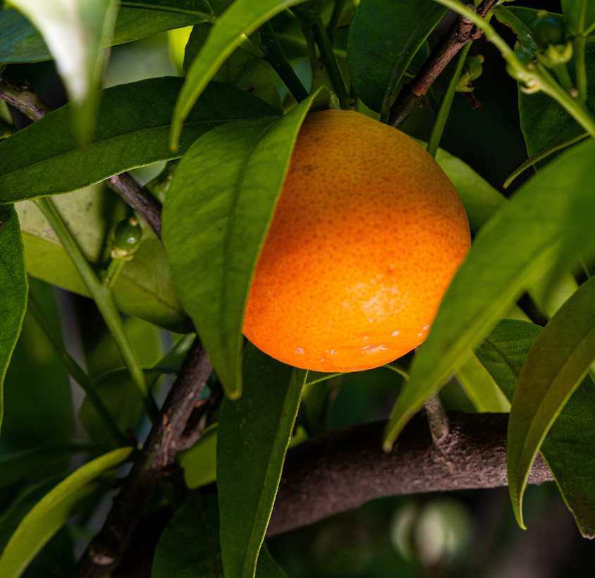 PROPRIÉTAIRES D'ORANGERS À FLEURS